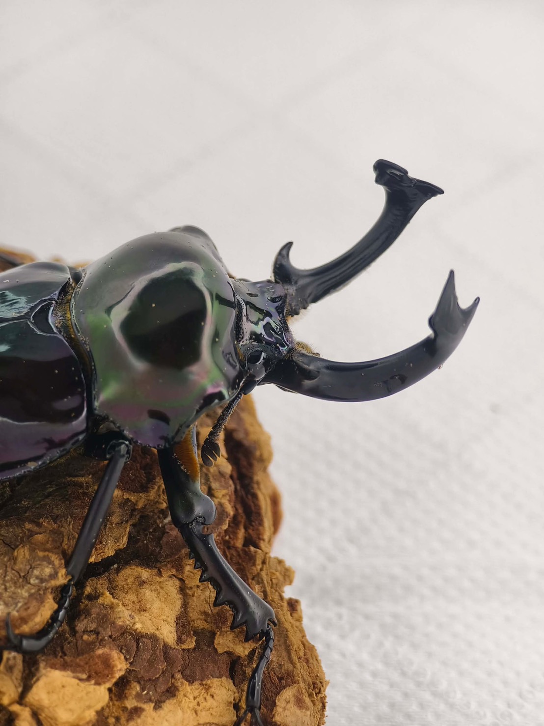 Thick horn close up